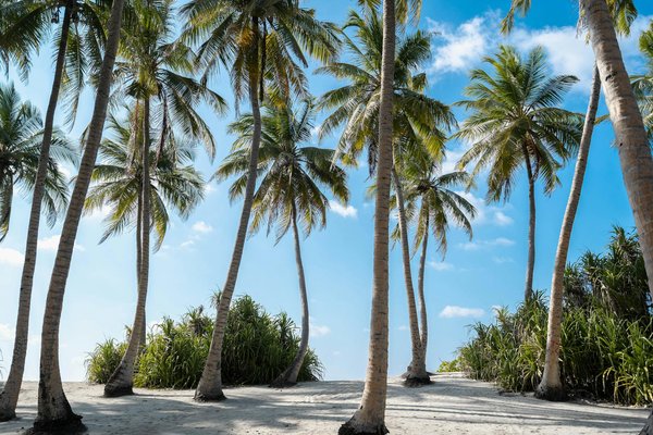 Essential guide for a seamless vatican visit: key tips